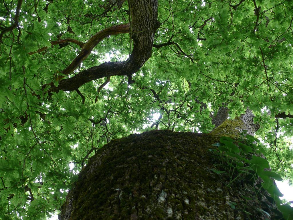A L'ombre Des Chenes Chateauvieux (Loir-et-Cher)